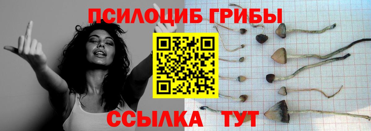 Галлюциногенные грибы Psilocybe Тавда